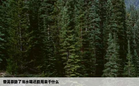 普洱茶除了泡水喝还能用来干什么