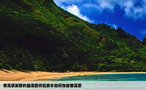 普洱茶发酵的最适条件在家中如何存放普洱茶