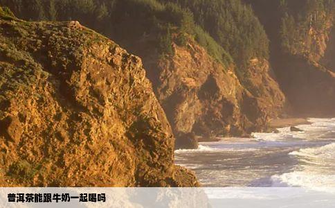 普洱茶能跟牛奶一起喝吗