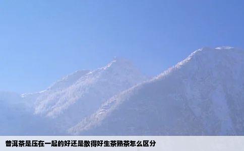 普洱茶是压在一起的好还是散得好生茶熟茶怎么区分