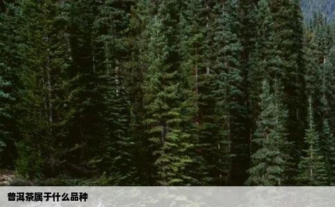 普洱茶属于什么品种