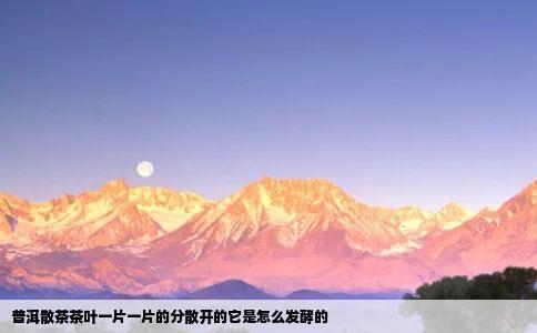 普洱散茶茶叶一片一片的分散开的它是怎么发酵的