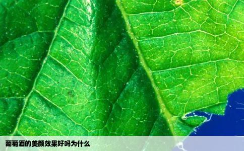 葡萄酒的美颜效果好吗为什么