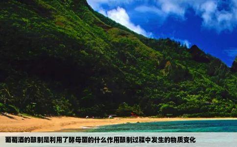 葡萄酒的酿制是利用了酵母菌的什么作用酿制过程中发生的物质变化