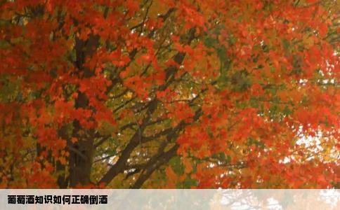 葡萄酒知识如何正确倒酒