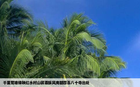 千里莺啼绿映红水村山郭酒旗风南朝四百八十寺出处