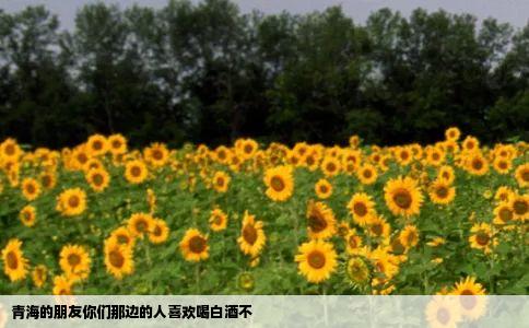 青海的朋友你们那边的人喜欢喝白酒不