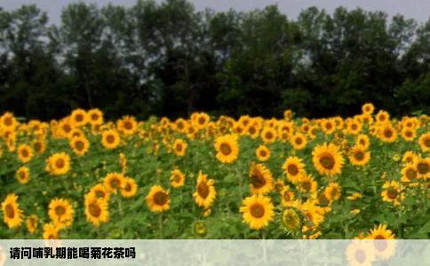 请问哺乳期能喝菊花茶吗