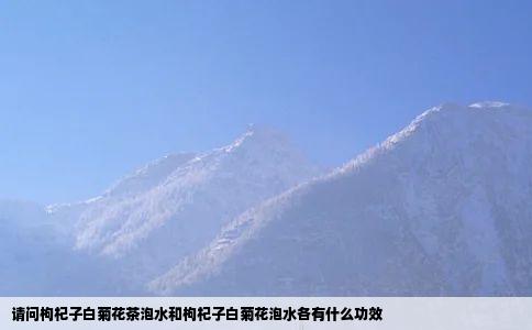 请问枸杞子白菊花茶泡水和枸杞子白菊花泡水各有什么功效