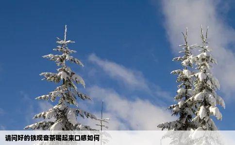 请问好的铁观音茶喝起来口感如何