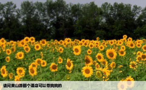 请问黄山游那个酒店可以带狗狗的