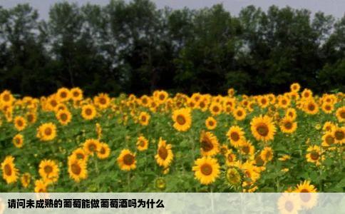 请问未成熟的葡萄能做葡萄酒吗为什么