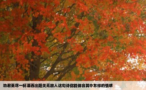 劝君更尽一杯酒西出阳关无故人这句诗你能体会其中怎样的情感