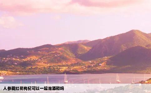 人参藏红花枸杞可以一起泡酒和吗