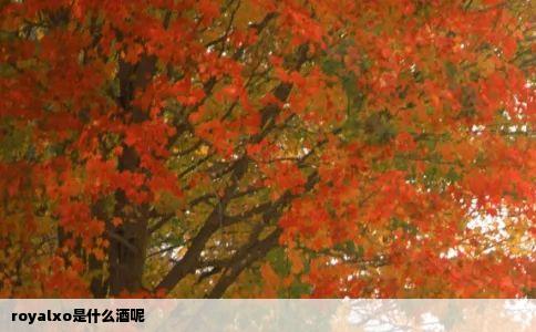 royalxo是什么酒呢