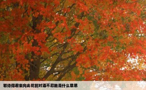 若待得君来向此花前对酒不忍触是什么意思