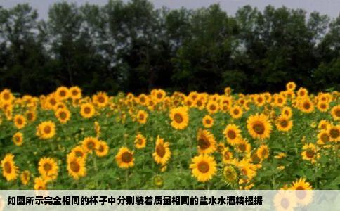 如图所示完全相同的杯子中分别装着质量相同的盐水水酒精根据