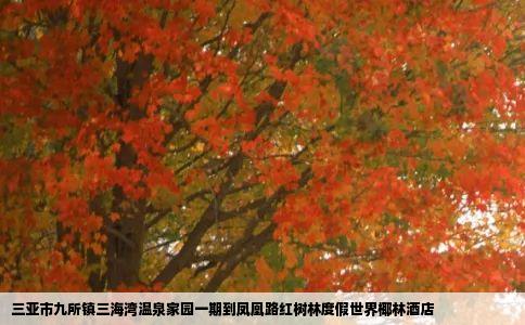 三亚市九所镇三海湾温泉家园一期到凤凰路红树林度假世界椰林酒店