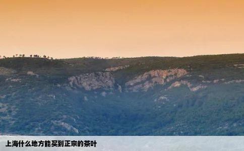 上海什么地方能买到正宗的茶叶