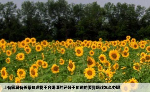 上有领导有长辈知道我不会喝酒的还好不知道的要我喝该怎么办呢