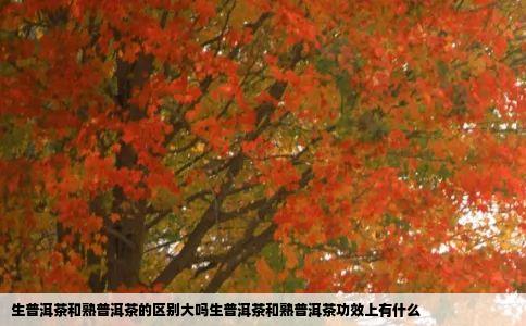 生普洱茶和熟普洱茶的区别大吗生普洱茶和熟普洱茶功效上有什么