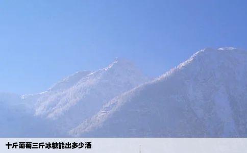 十斤葡萄三斤冰糖能出多少酒