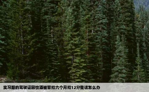 实习期的驾驶证因饮酒被暂扣六个月扣12分我该怎么办