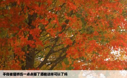 手指被猫抓伤一点点擦了酒精这样可以了吗