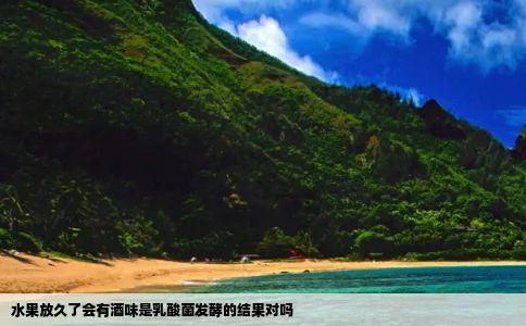 水果放久了会有酒味是乳酸菌发酵的结果对吗