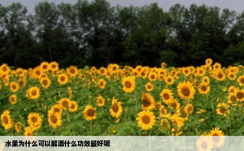 水果为什么可以解酒什么功效最好呢