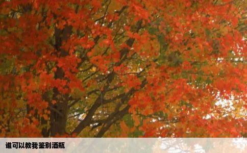 谁可以教我鉴别酒瓶