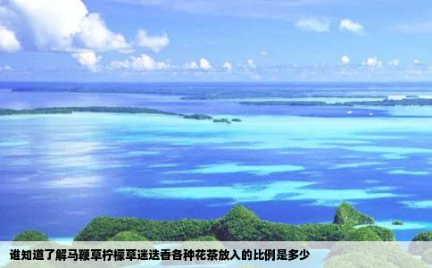 谁知道了解马鞭草柠檬草迷迭香各种花茶放入的比例是多少