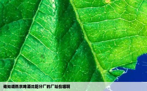 谁知道燕京啤酒沈阳分厂的厂址在哪啊