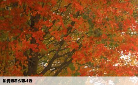 酸梅酒怎么酿才香