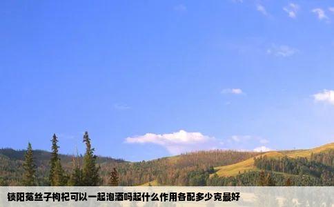 锁阳菟丝子枸杞可以一起泡酒吗起什么作用各配多少克最好