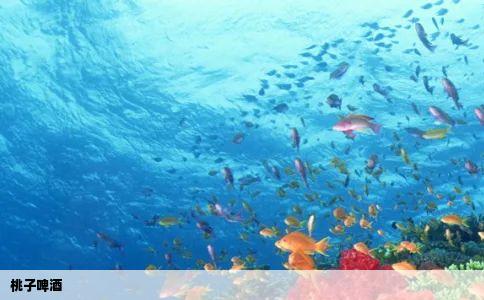 桃子啤酒