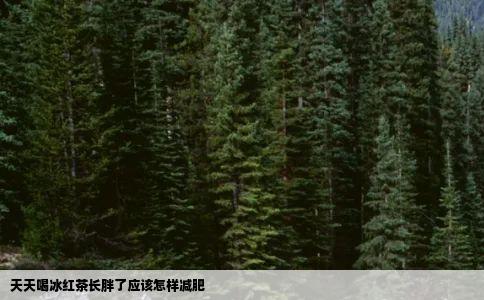 天天喝冰红茶长胖了应该怎样减肥