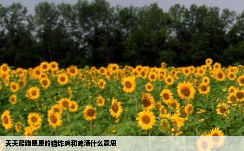 天天酷跑星星的猫炸鸡和啤酒什么意思