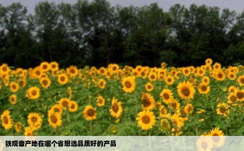 铁观音产地在哪个省想选品质好的产品