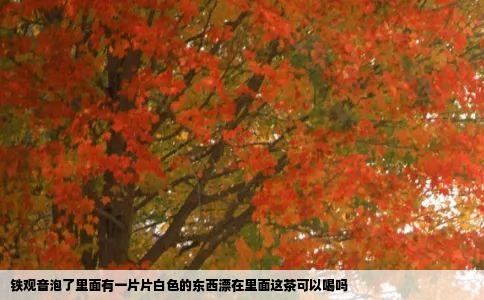 铁观音泡了里面有一片片白色的东西漂在里面这茶可以喝吗