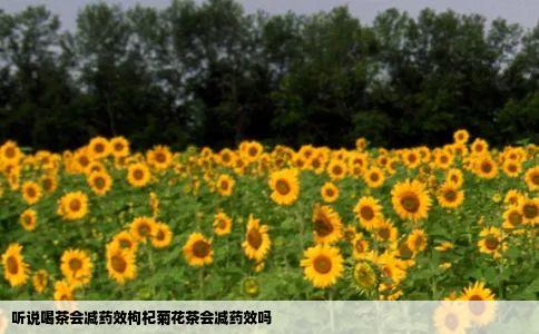 听说喝茶会减药效枸杞菊花茶会减药效吗