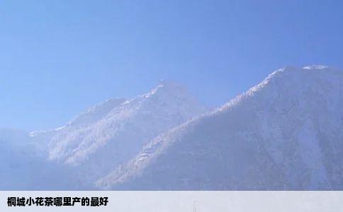 桐城小花茶哪里产的最好