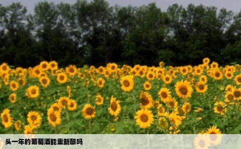 头一年的葡萄酒能重新酿吗