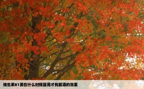 维生素B1要在什么时候服用才有解酒的效果