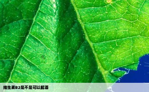 维生素B2是不是可以解酒