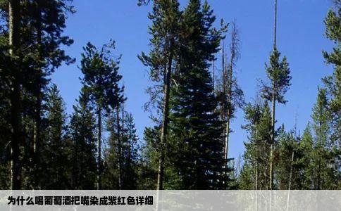 为什么喝葡萄酒把嘴染成紫红色详细