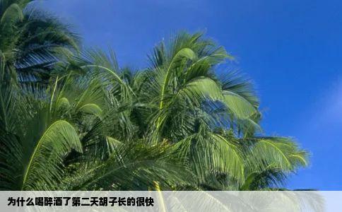 为什么喝醉酒了第二天胡子长的很快