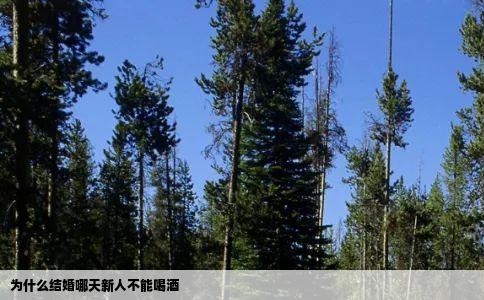为什么结婚哪天新人不能喝酒