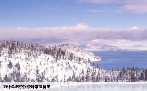 为什么泡茶跟茶叶嫩度有关