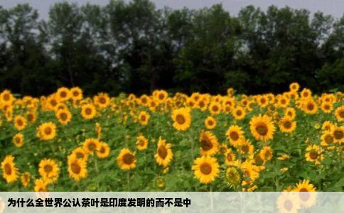 为什么全世界公认茶叶是印度发明的而不是中